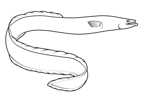 Short Finned Eel (Anguilla Australis) Coloring Page